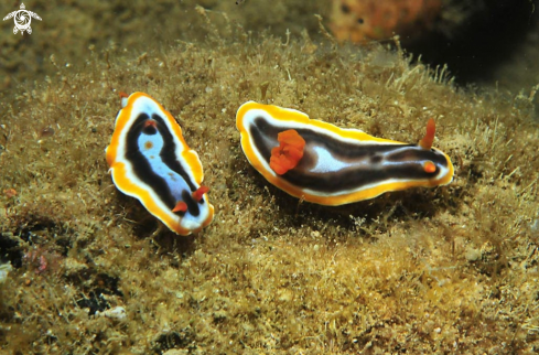 A Chromodoris colemani  | Nudibranch