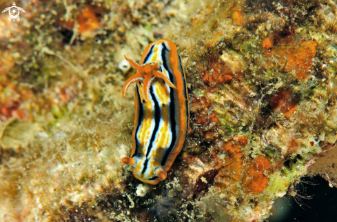 A Chromodoris colemani  | Nudibranch