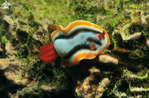 A Chromodoris colemani  | Nudibranch