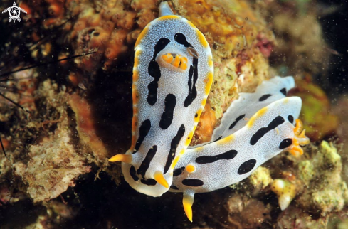 A Chromodoris dianae  | Nudibranch