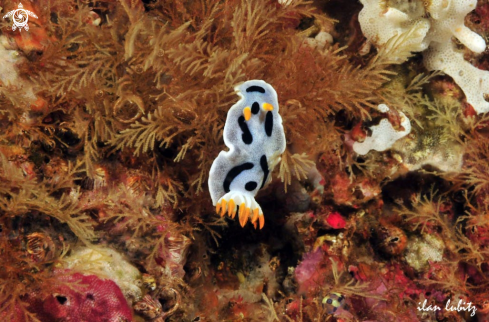 A Chromodoris dianae  | Nudibranch