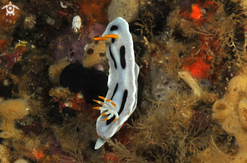 A Chromodoris dianae  | Nudibranch