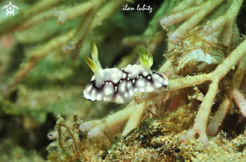 A Chromodoris geometrica  | Nudibranch