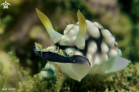 A Chromodoris geometrica  | Nudibranch