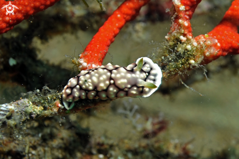 A Chromodoris geometrica  | Nudibranch