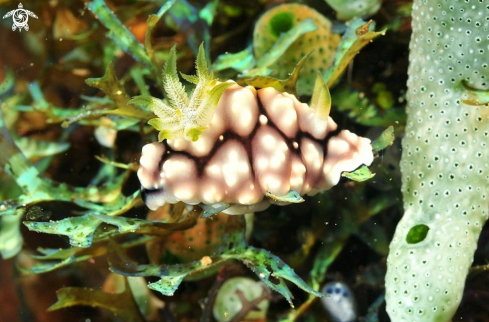 A Chromodoris geometrica  | Nudibranch