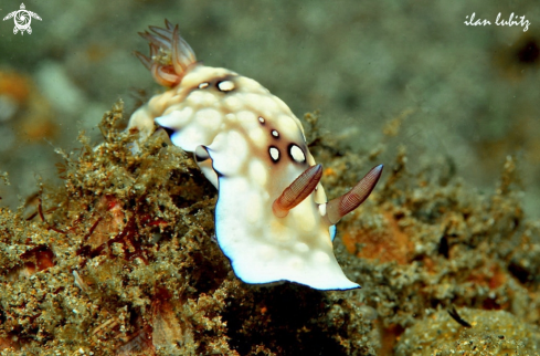 A Nudibranch