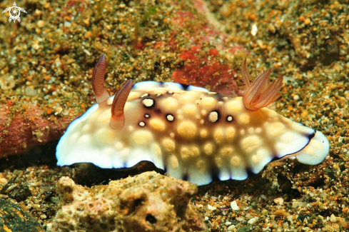 A chromodoris hintuanensis  | Nudibranch