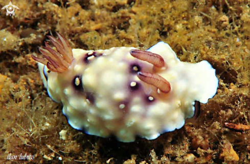 A chromodoris hintuanensis  | Nudibranch