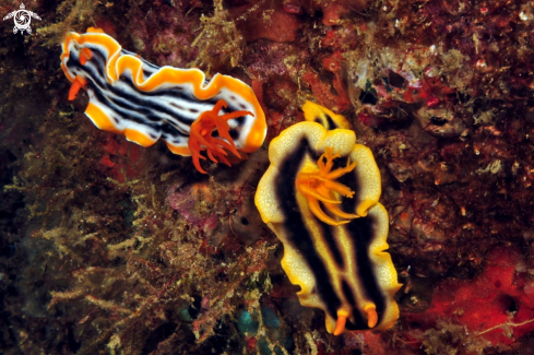 A Flabellina rubrolineata | Nudibranch
