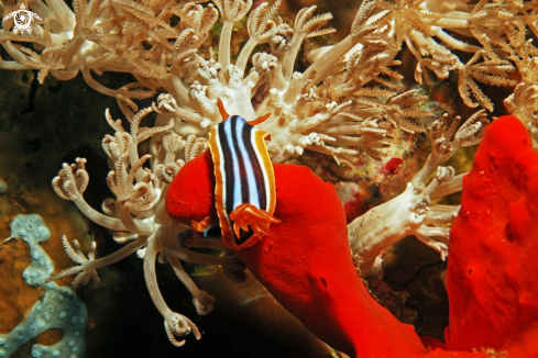 A Chromodoris magnifica  | Nudibranch