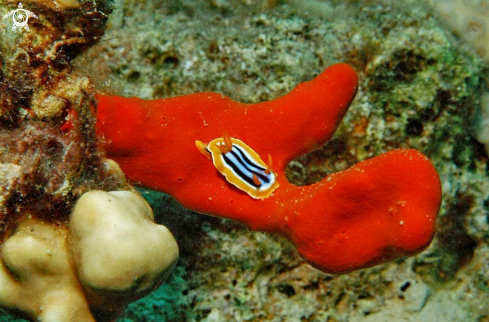 A Chromodoris magnifica  | Nudibranch