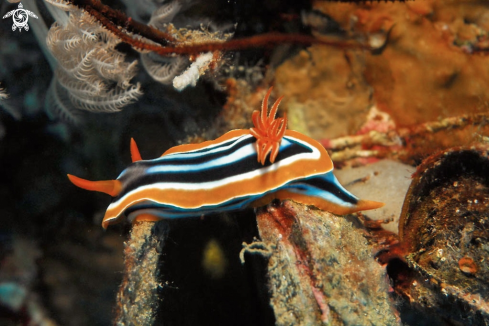 A Chromodoris magnifica  | Nudibranch