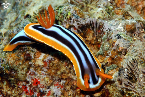 A Chromodoris magnifica  | Nudibranch