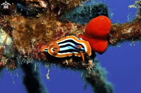 A Chromodoris magnifica  | Nudibranch