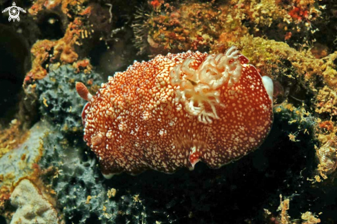 A Chromodoris reticulata  | Nudibranch