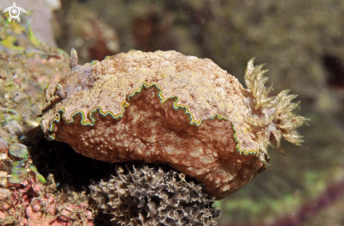 A Chromodoris sp.  | Nudibranch