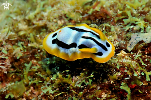 A Chromodoris strigata  | Nudibranch