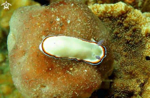 A chromodoris verrieri  | Nudibranch