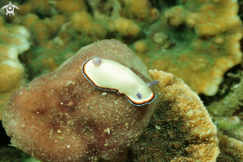 A chromodoris verrieri  | Nudibranch