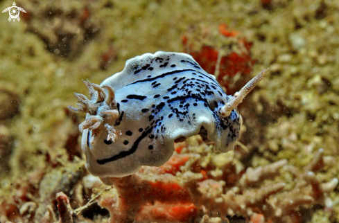 A Chromodoris willani  | Nudibranch