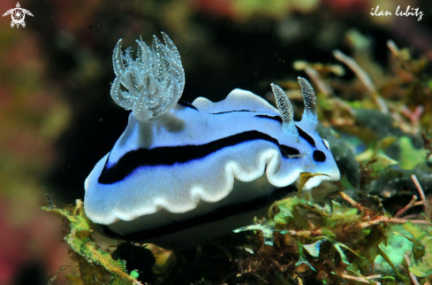 A Chromodoris willani  | Nudibranch