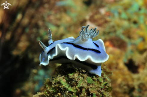 A Chromodoris willani  | Nudibranch