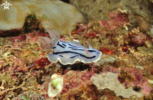 A Nudibranch