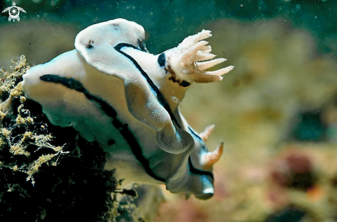 A Chromodoris willani  | Nudibranch