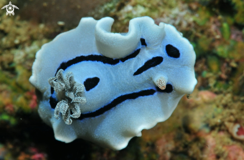 A Nudibranch