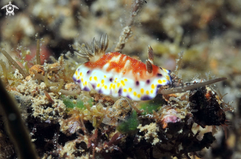 A Collingwood's Chromodoris  | Nudibranch