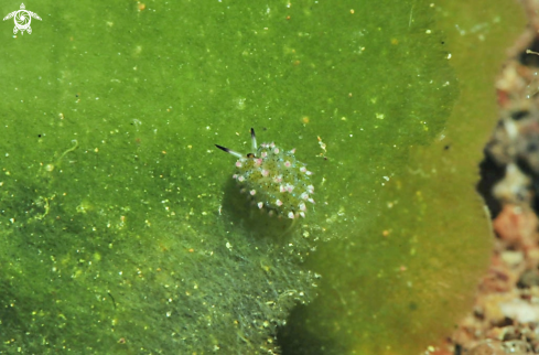 A Costasiella sp.  | sea slug