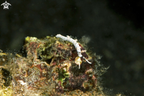 A Nudibranch