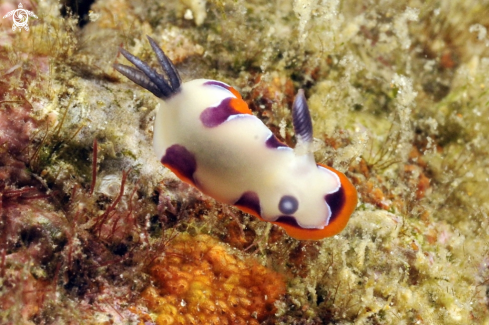 A Nudibranch