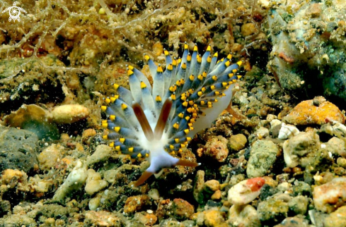 A cuthona kanga  | Nudibranch