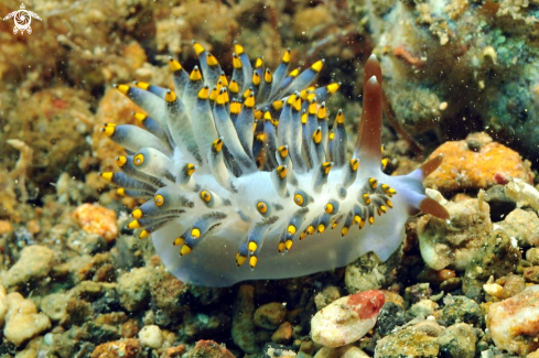 A cuthona kanga  | Nudibranch