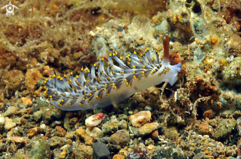 A Nudibranch