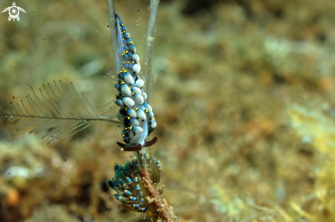 A cuthona kanga  | Nudibranch