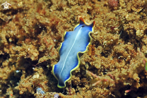 A Nudibranch