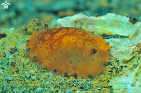 A Dendrodoris guttata | sea slug