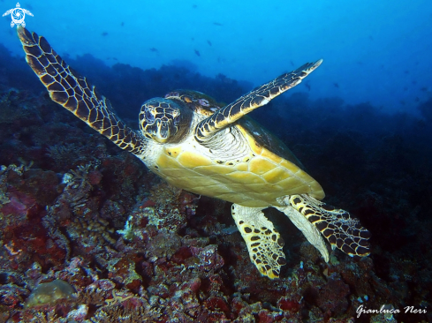 A Eretmochelys imbricata | Sea turtle