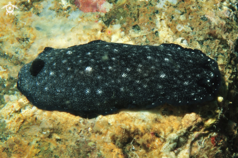 A Dendrodoris nigra  | Nudibranch