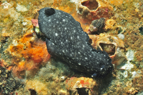 A Dendrodoris nigra  | Nudibranch