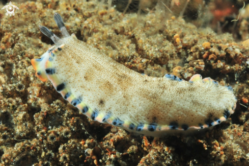 A Dermatobranchus caeruleomaculatu | Nudibranch