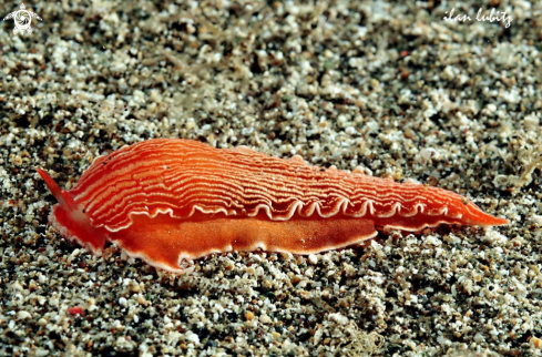 A Dermatobranchus rubidus | Nudibranch