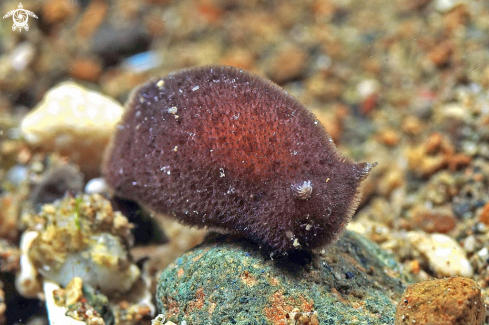 A sea slug