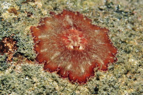 A Discodoris boholensis  | sea slug