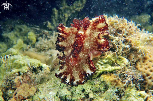 A Discodoris boholensis  | Nudibranch