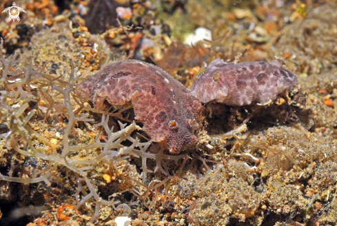 A Discodoris lilacina | sea slug