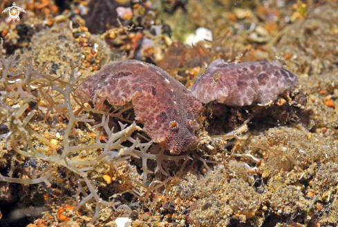 A sea slug